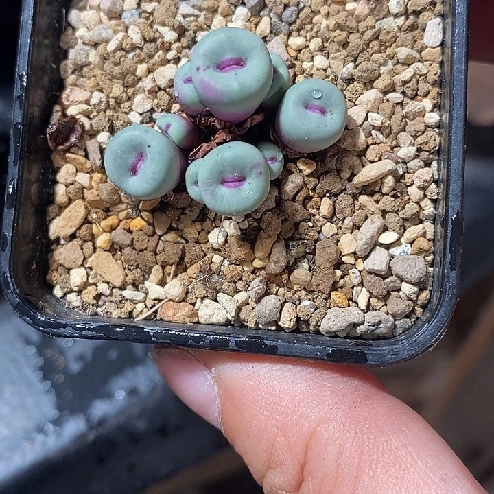 5340。  一群编号红嘴。