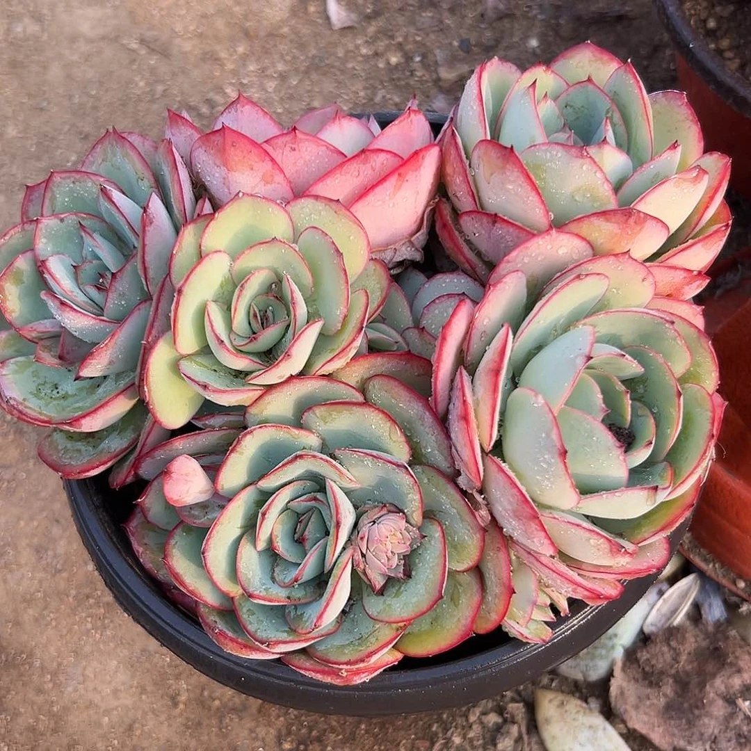 多肉植物牡丹亭群