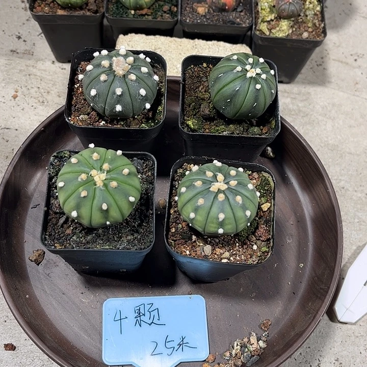 不开花植物仙人球