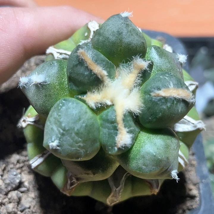 仙人球光面连山4.5公分79