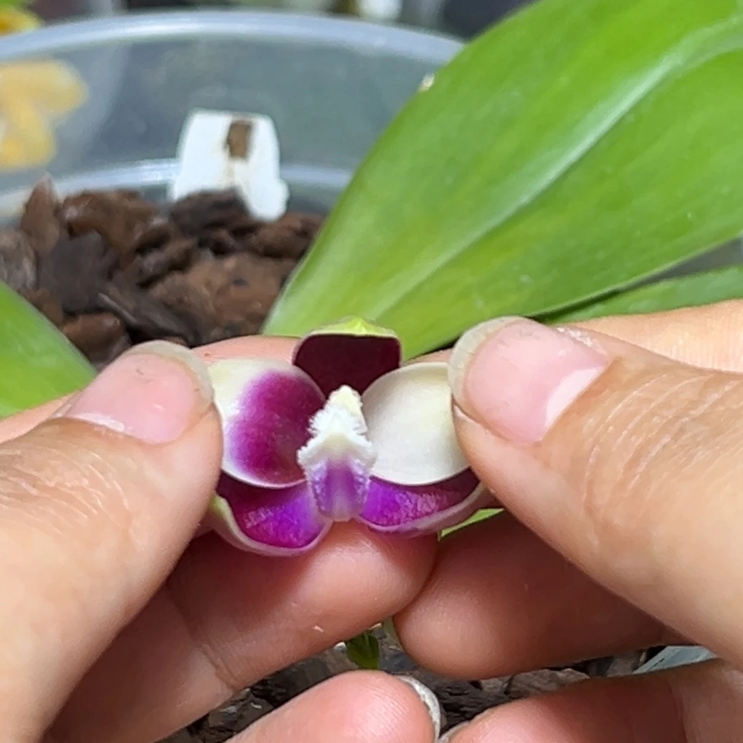 大部分开放少量花苞