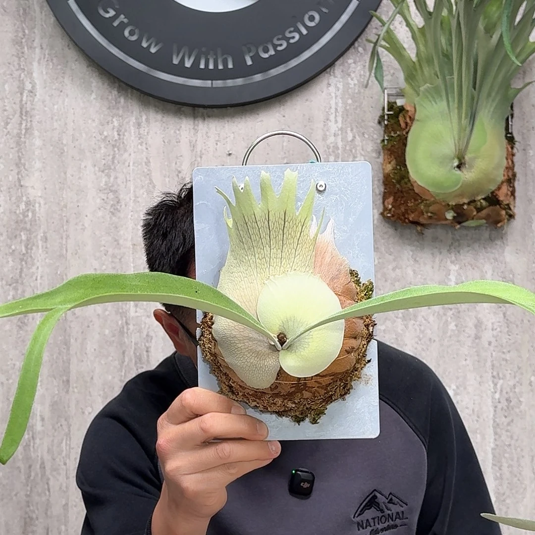 完全开放北猴鹿角蕨春野花园