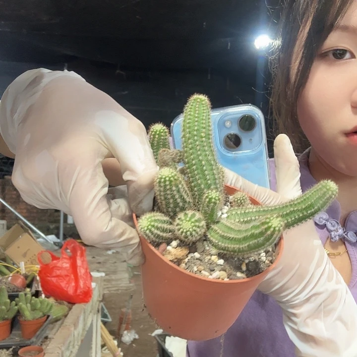 伊迪丝群（掉头掉崽不售后）