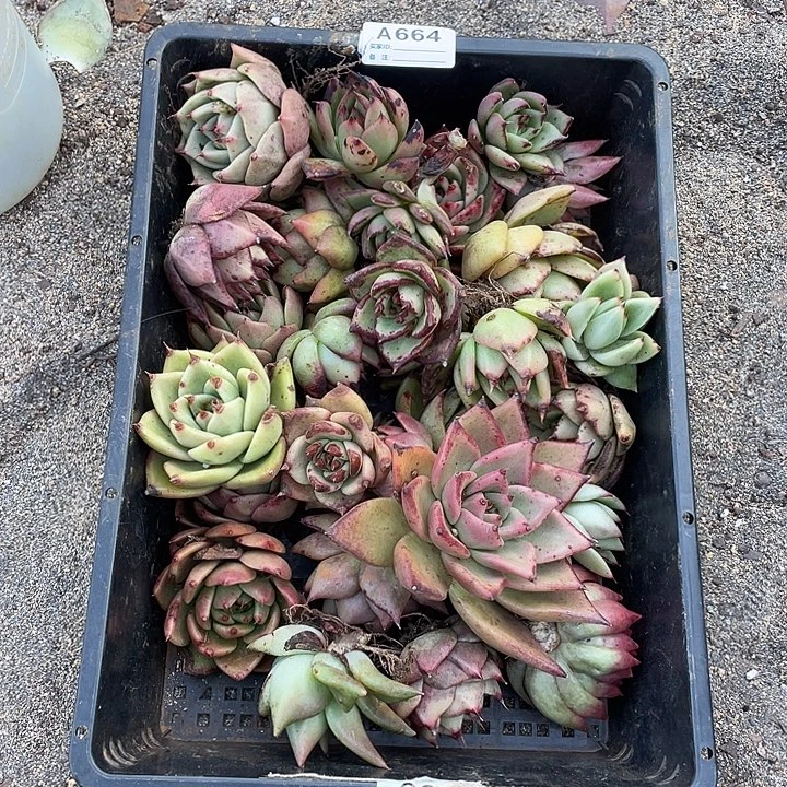 若如东云组拍A664