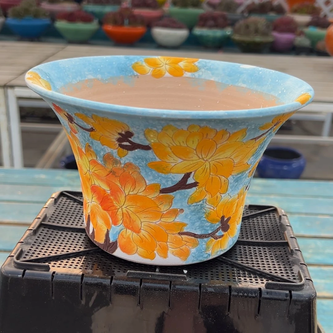 从前慢多肉精选编号0122.116