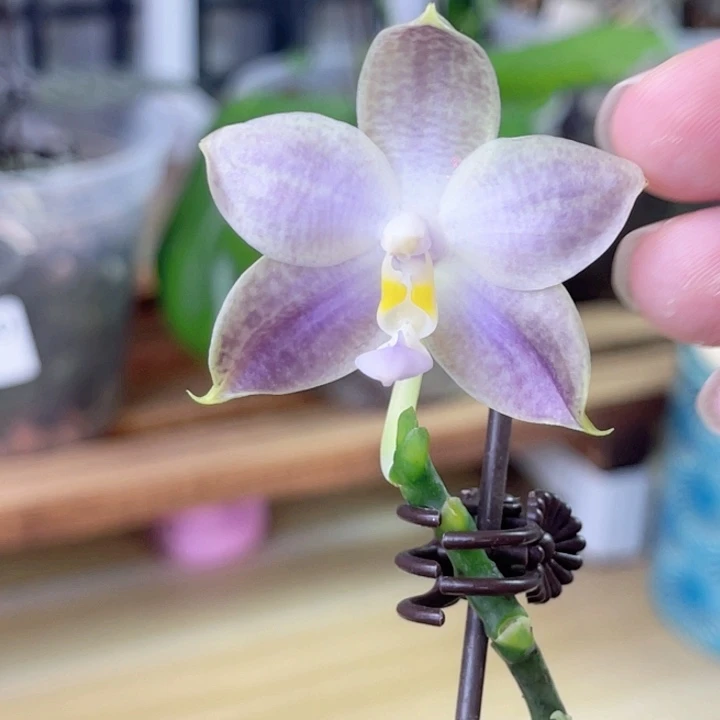 完全开放K2208-1590