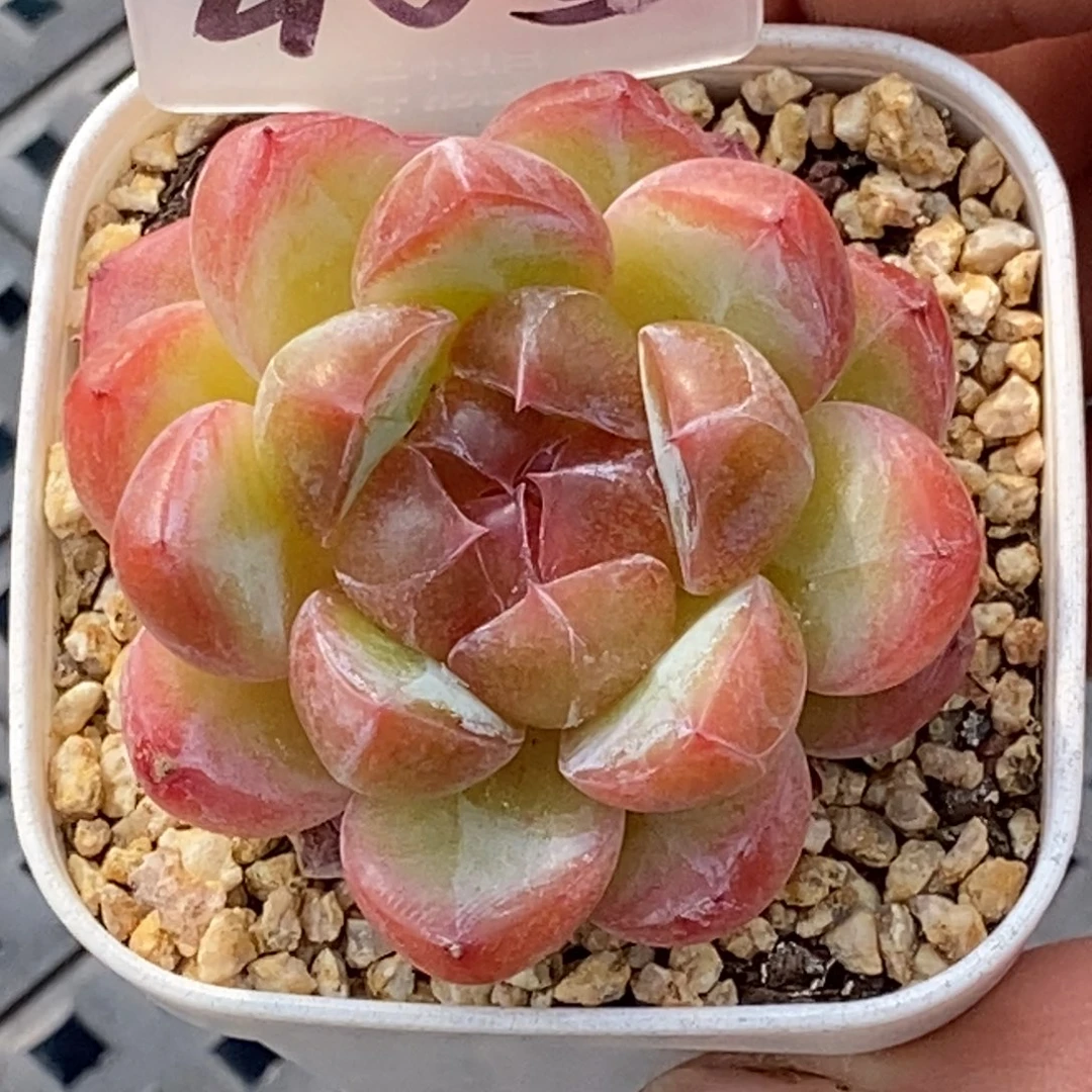 天官赐福百无禁忌
