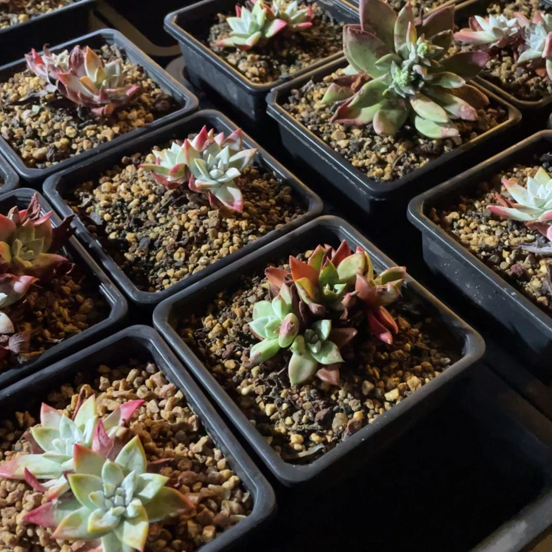 用***8火山盆一个