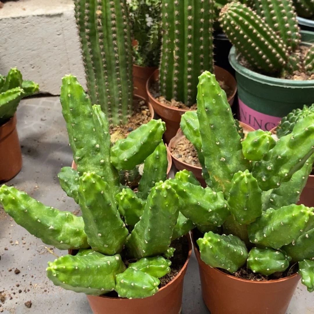 群生多头桃太郎一杯