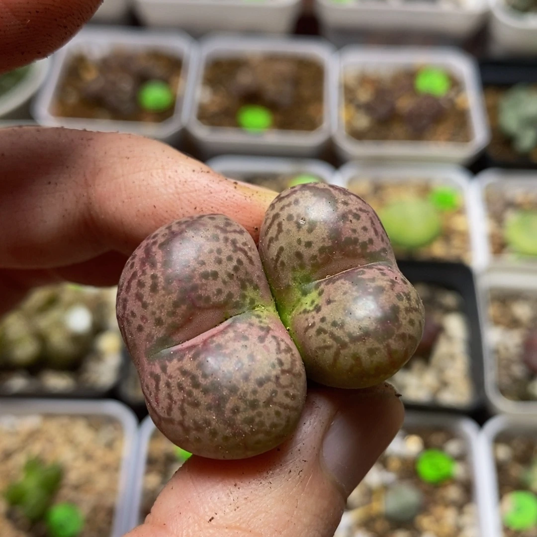 巨无霸杂交多肉植物42
