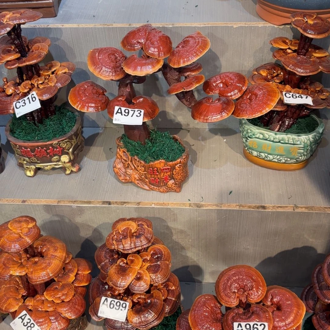 小***虎灵芝888888888888888888