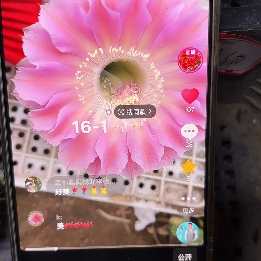 16-1彩5公分侧牙20包邮10