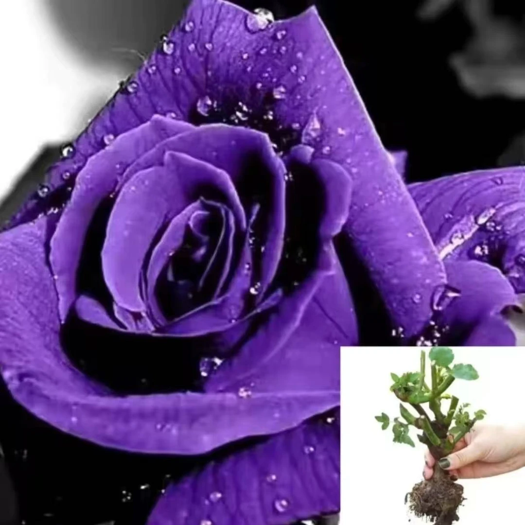 A1【紫玫瑰】云南玫瑰花老桩大苗大花浓香月季盆栽地栽室内室外好养