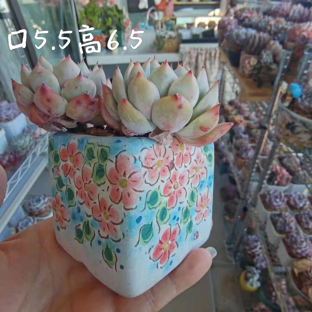 心念陶瓷微瑕特价多肉植物花盆陶瓷韩式手绘创意个性粗陶透气方盆