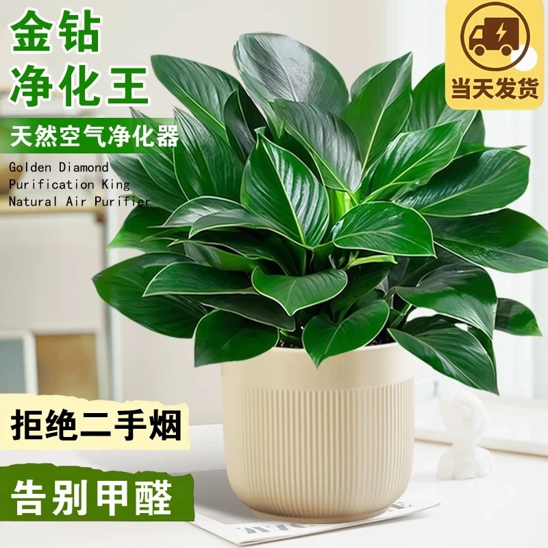 金钻盆栽绿萝箩室内植物花卉水培绿植办公室桌面多肉净化空气好养