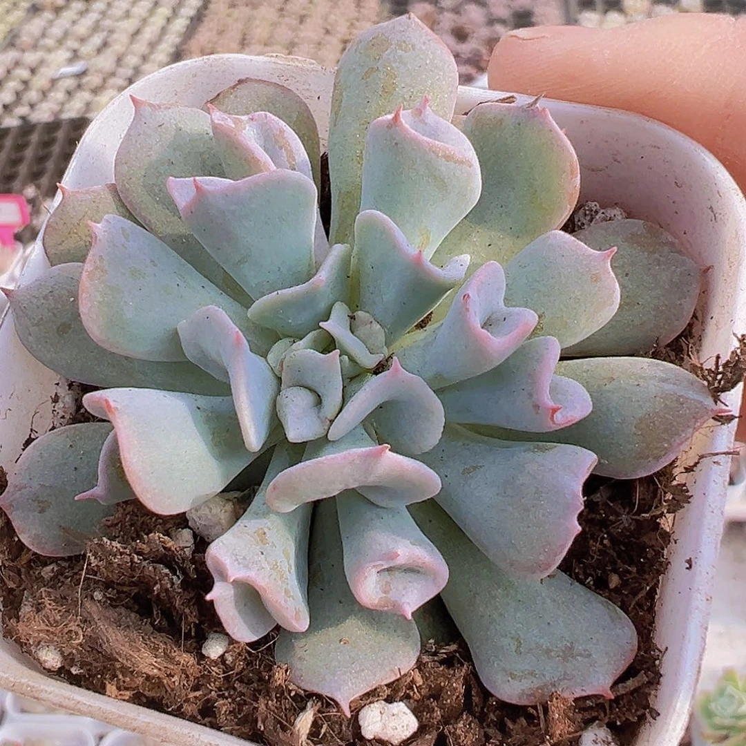 猪鼻子19包邮多肉植物