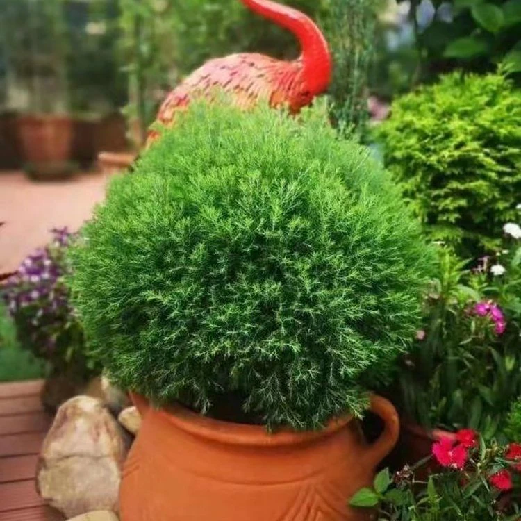 皮球柏皮球松四季常青多年生盆栽地栽植物耐寒热球形花镜造景