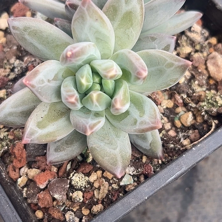 美人大群特价多肉