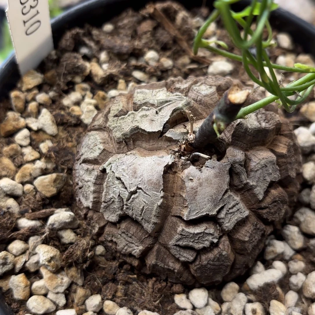 310龟甲龙不退不换