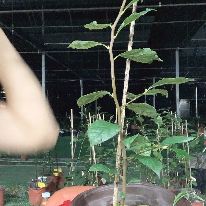 完全开放柿佑佑门38.8