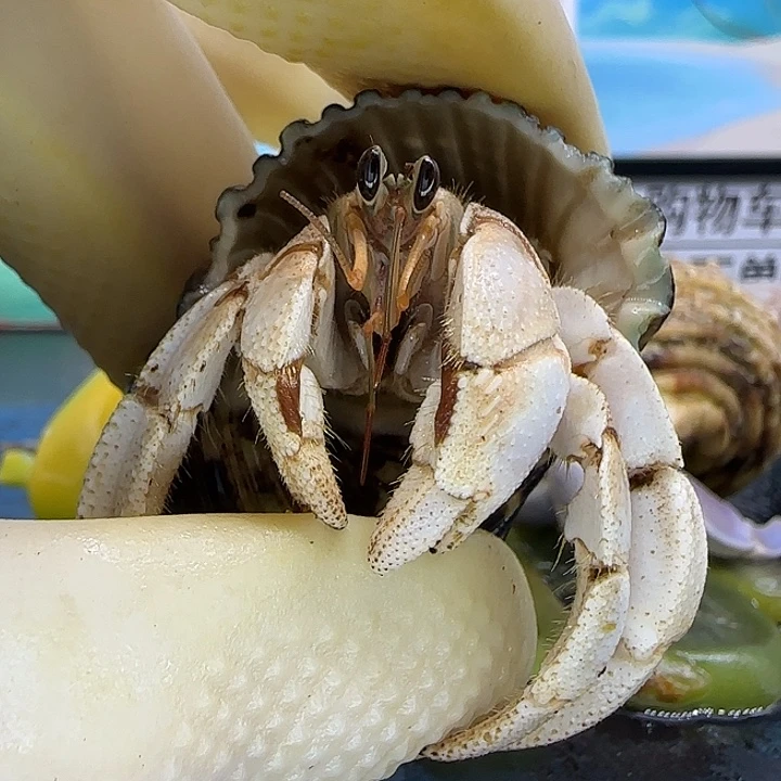 A41灰白2.2cm口径