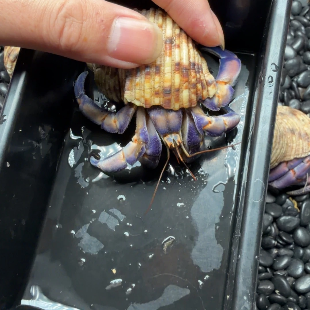 2.9口蟹蟹闪拍链接