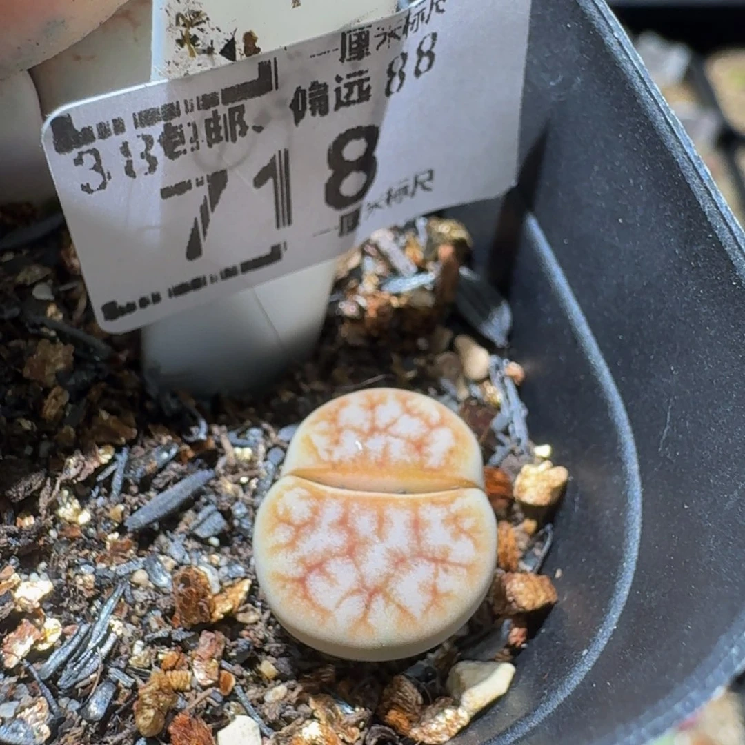 Ssss精品生石花718
