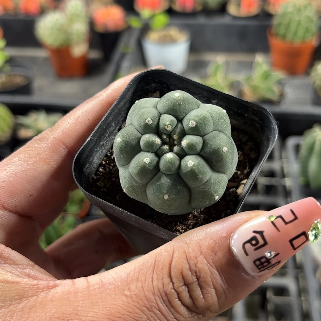 无刺奇仙玉单头发货单头
