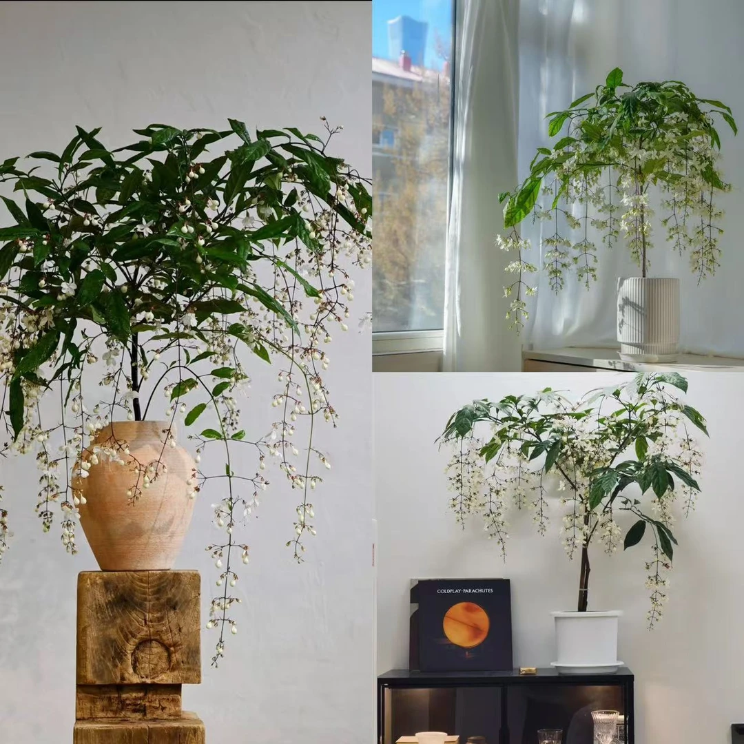 泰国垂丝茉莉花桌面网红盆栽花苗室内开花观花绿植好养棒棒糖造型