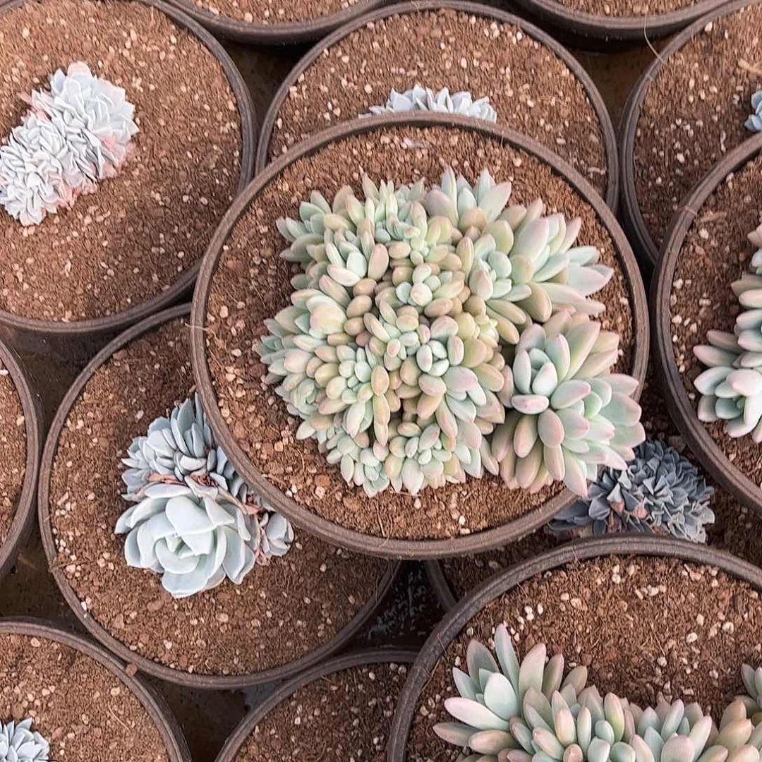 超****王寄养链接的肉肉的