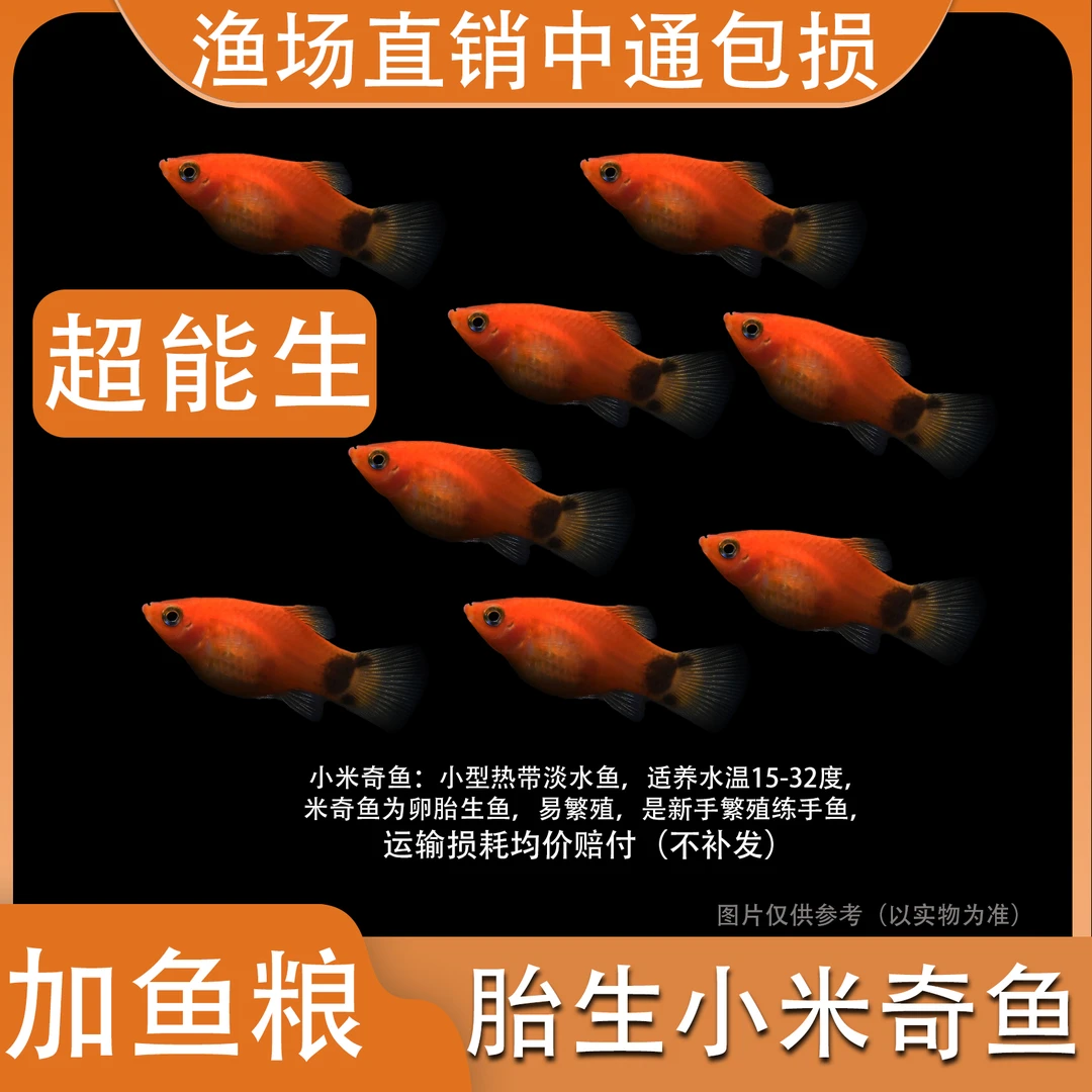 小米奇鱼胎生鱼小型鱼活体热带观赏鱼玛丽鱼孔雀鱼耐养红箭月光鱼