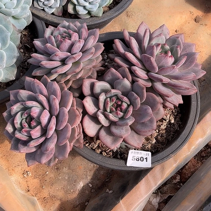 十***匕阿雅园艺。      5601