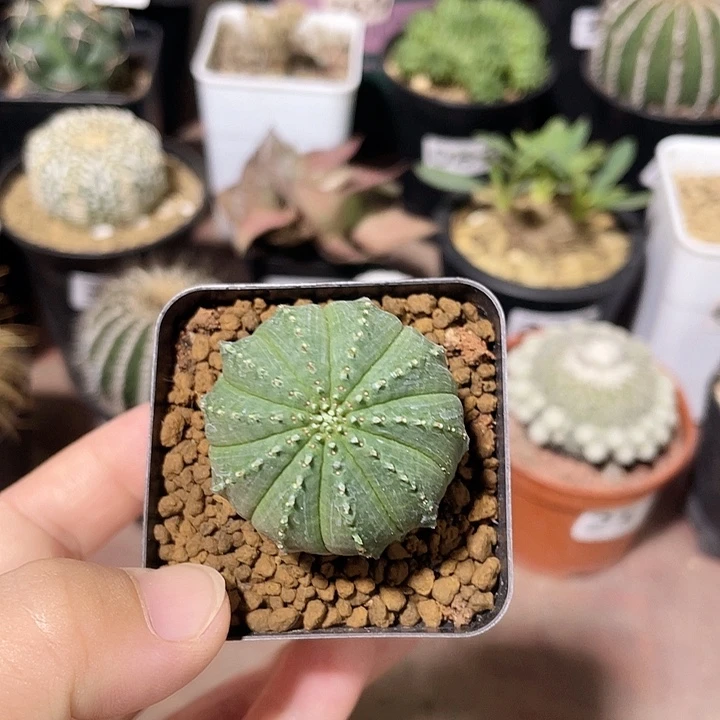 305实生泰系布纹球