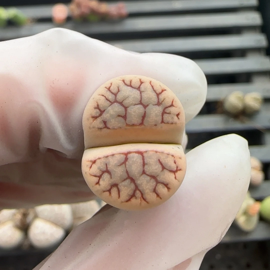 10.30 c383福利价。 8010