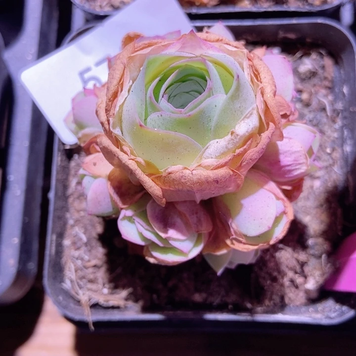 杨*玥5761山地玫瑰花群