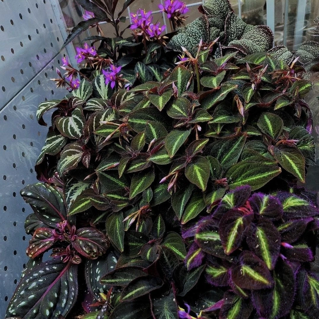 星光蜂斗草银河星空荧光蜂斗草生态雨林缸造景植物水陆缸植物盆栽