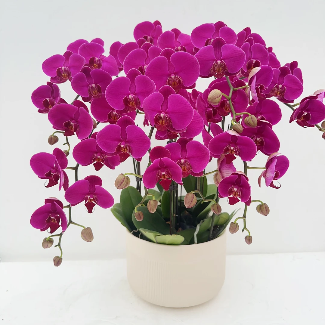 禾惠蝴蝶兰【红龙】年宵花 花期长 带花带花苞基地直发