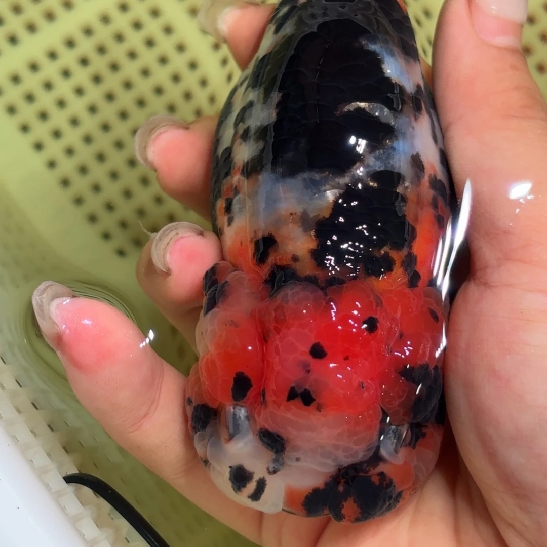 金鱼拍包装包邮，不拍包装运费到付