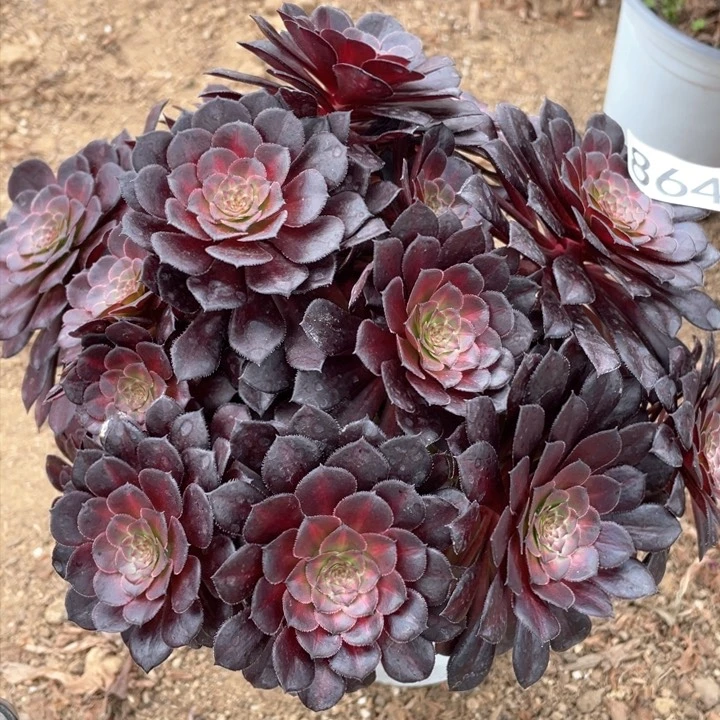 864多肉植物黑铜中斑