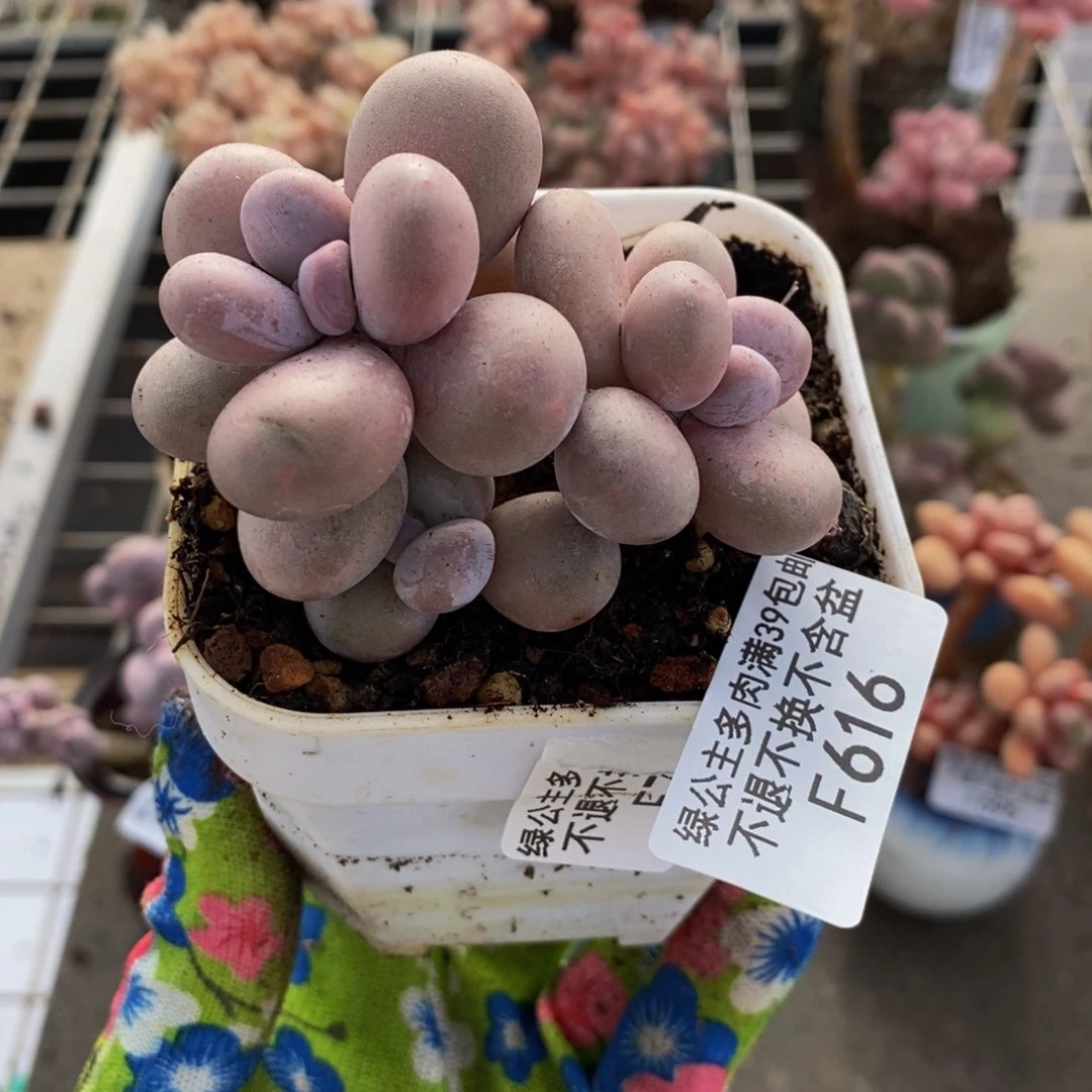 原始奶酪616/6c m