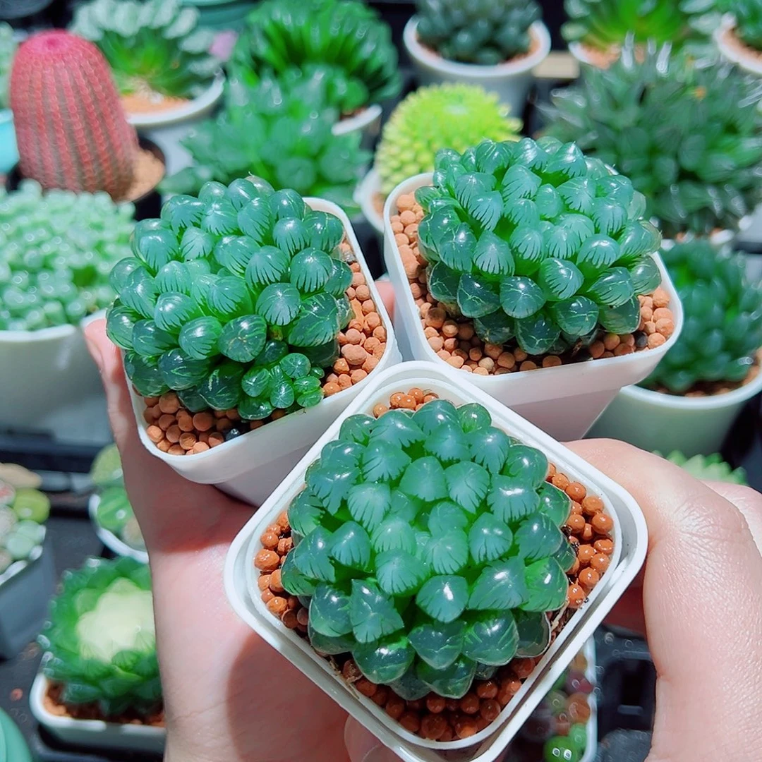 糯姬玉露3颗多肉多肉多肉多肉