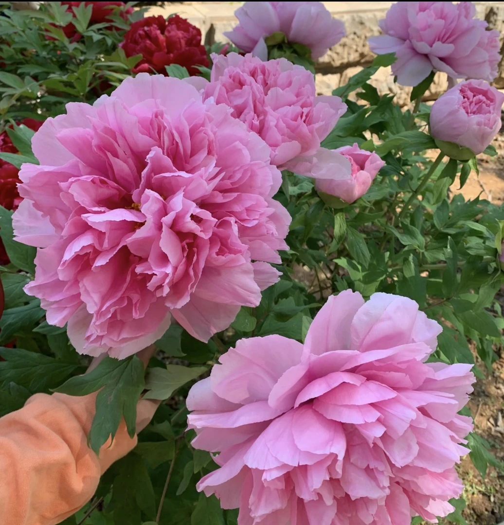 【圣代】牡丹花 秋天发苗 盆栽地栽 精选品种 基地直发