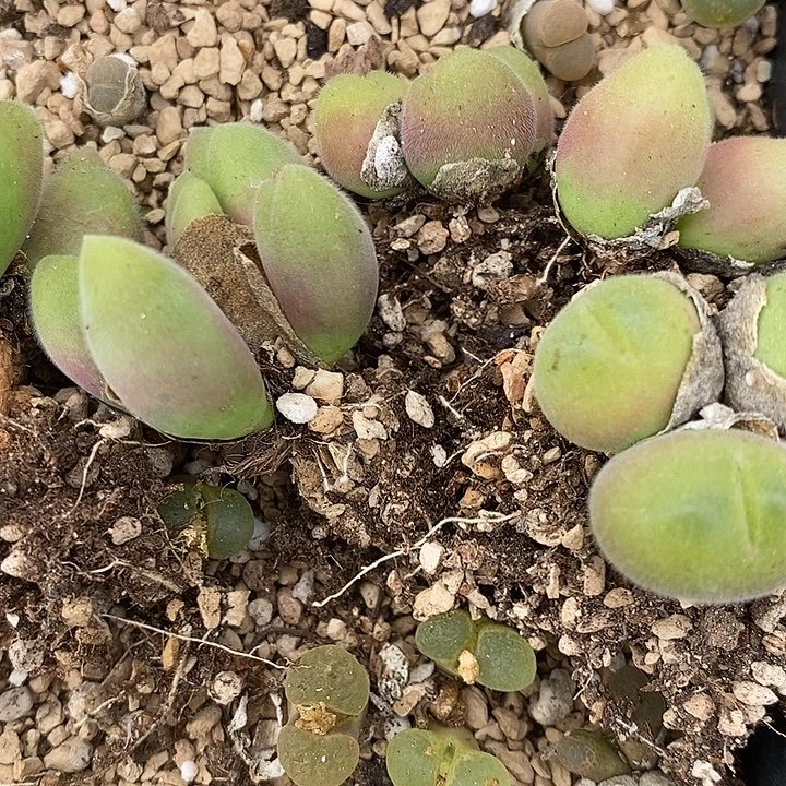 3094长毛毛翠滴一群。