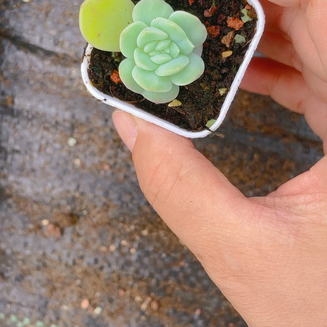 雯**姥财442中苗一个满25包邮