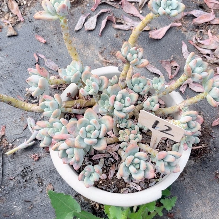 晨语多肉一物一拍12洛神