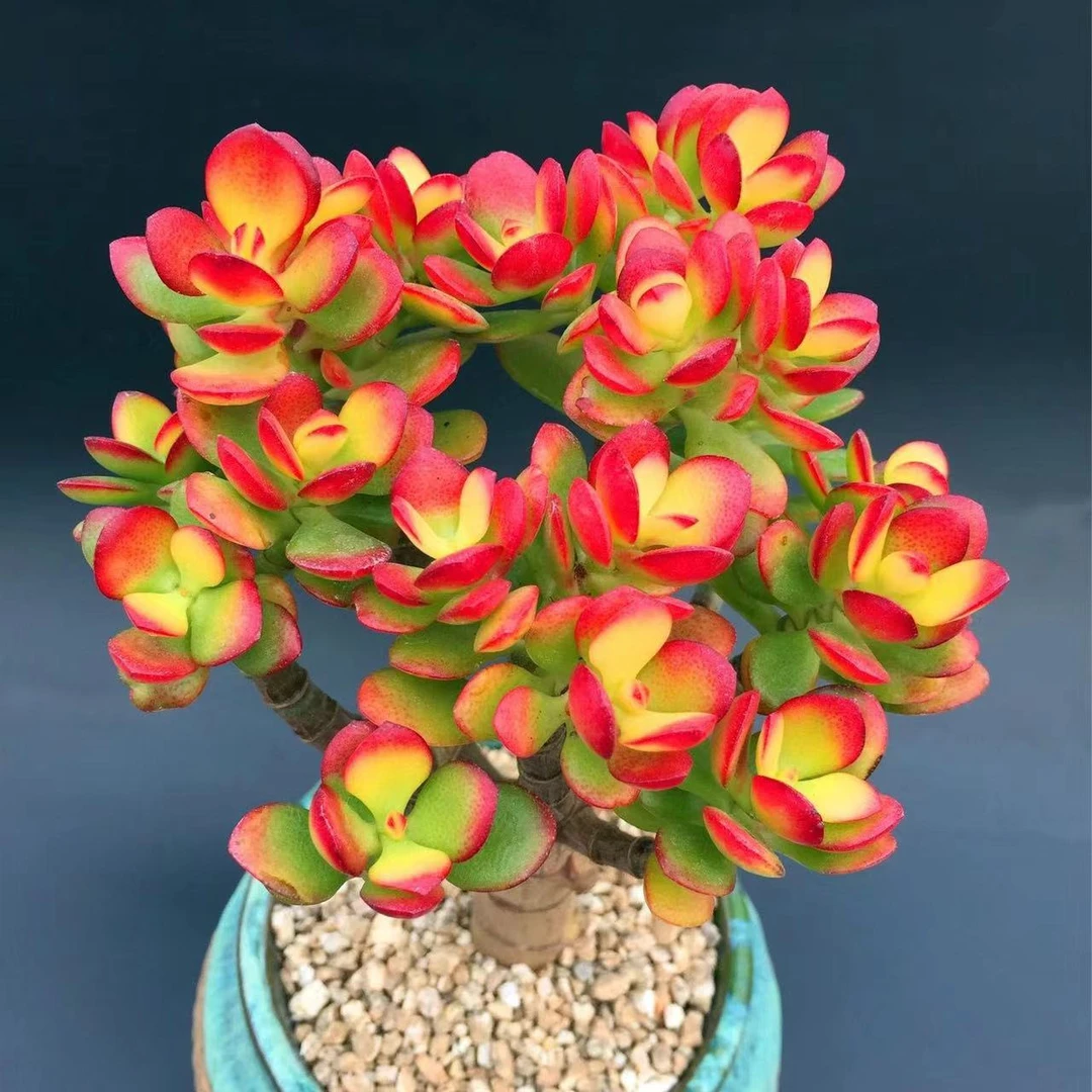 无品牌富贵摇钱树多肉植物阳台庭院盆栽新手好养