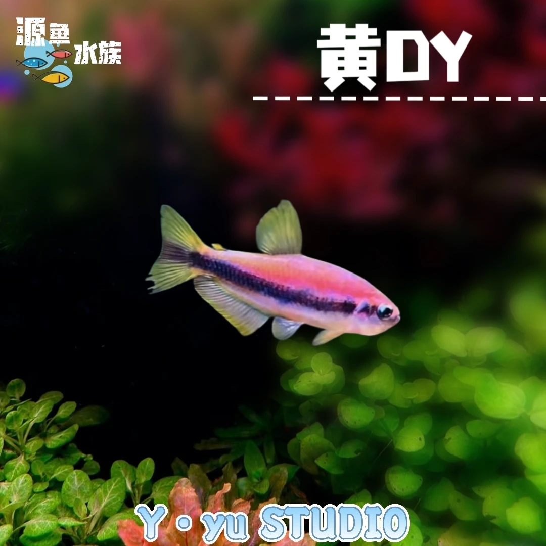 橙黄DY/热带鱼/观赏鱼/南美灯鱼/草缸/南美缸/不分公母/混养