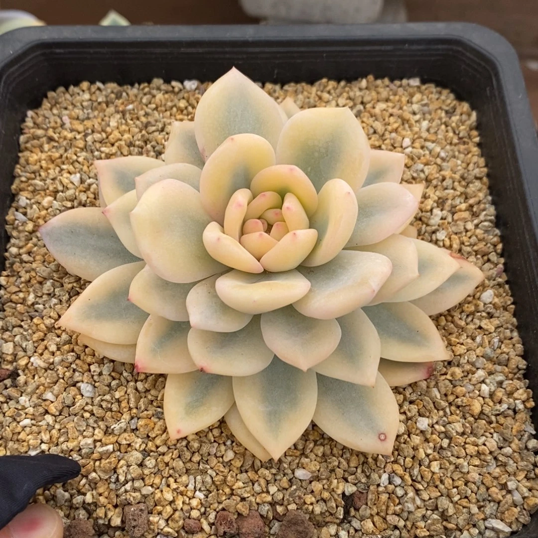 梦露宽锦多肉植物1665