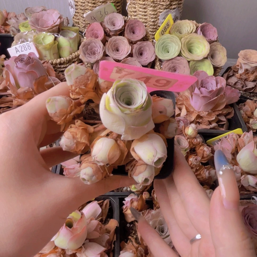 单品一物一拍749号