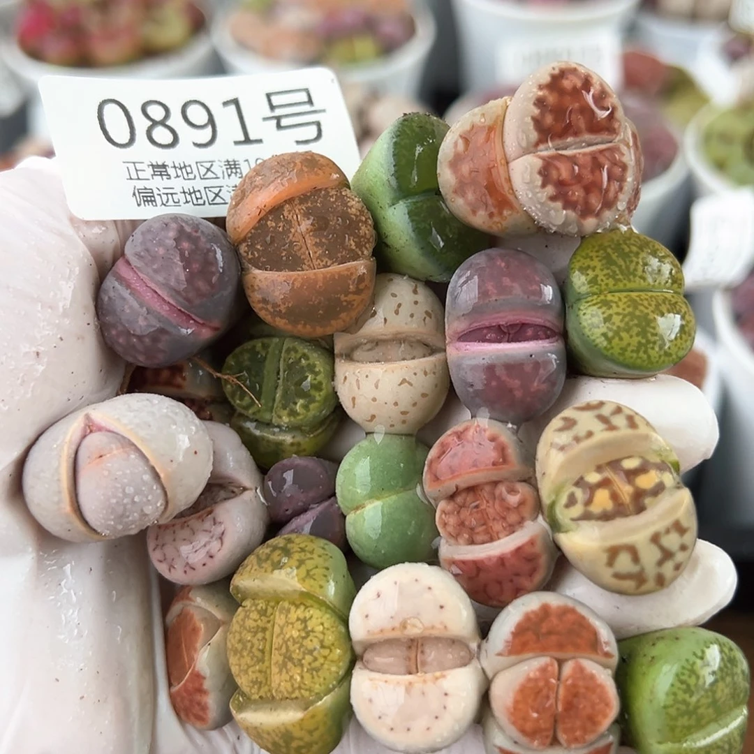 好养易活生石花大母本0891共20颗